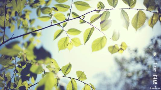 立夏节气的由来 立夏节气的起源