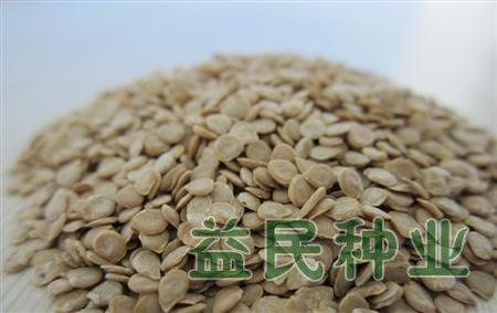 番茄种子消毒 番茄种子消毒方法