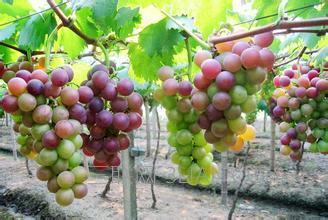 小粒葡萄品种 如何防止葡萄产生小粒果