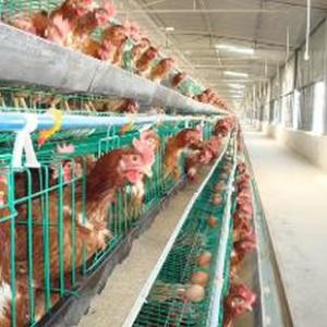 高产绿壳蛋鸡苗 养殖场培育高产蛋鸡的基础和关键