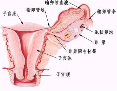 多囊卵巢不孕不育 卵巢功能与不孕不育