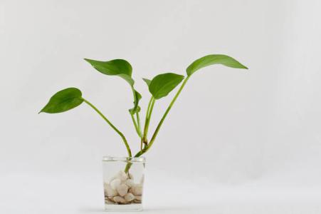 水培绿萝营养液自制 水培绿萝的养殖方法和注意事项