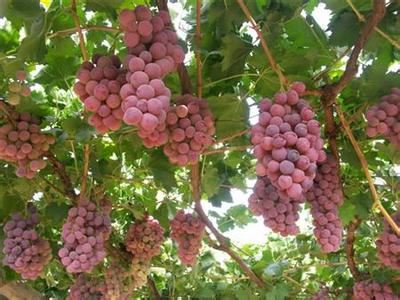葡萄病虫害防治 夏季红提葡萄如何防治病害