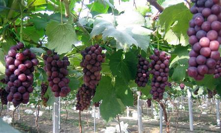 葡萄施肥技术 怎么样施肥能让葡萄更甜
