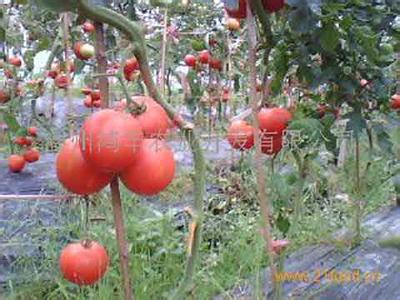 小暑节气 小暑节气大棚西红柿如何管理