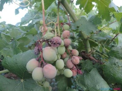 葡萄病虫害防治 夏季葡萄要防治哪些病害