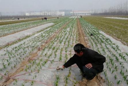 地膜大蒜种植技术视频 如何种好地膜大蒜