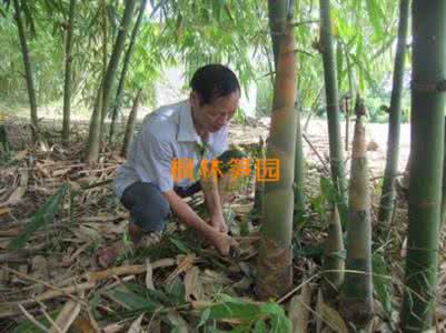 麻竹笋的栽培技术 竹笋的栽培技术