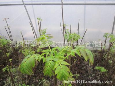 香椿芽苗菜栽培技术 香椿芽菜的栽培法介绍