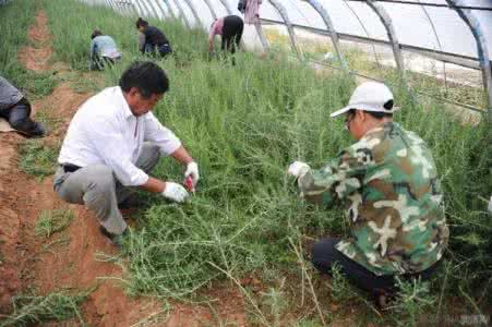 西瓜的种植技术 黑枸杞的种植技术和病害防治