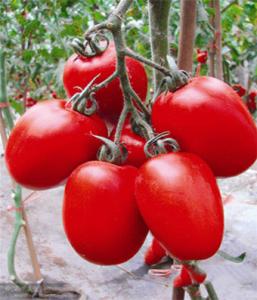 西红柿高产栽培技术 如何让西红柿优质高产