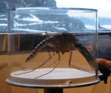 世界上最大的螃蟹 世界上最大的蚊子