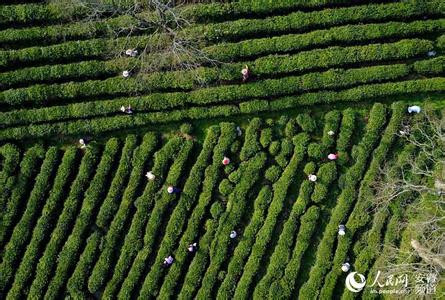 最贵的茶叶排行榜 世界上最贵的茶叶