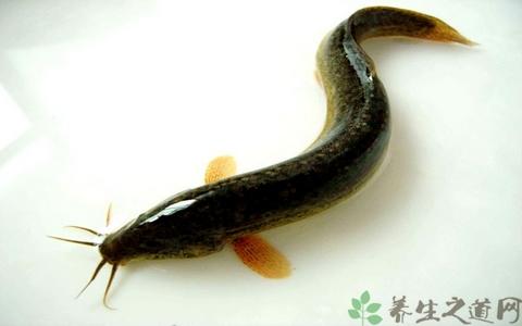 干泥鳅的营养价值 泥鳅的营养价值是什么
