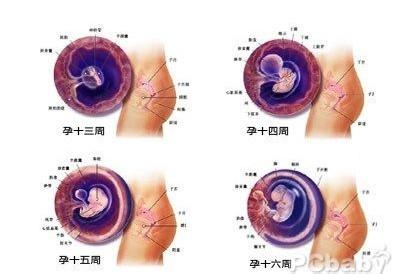 怀孕四个月肚子多大 怀孕四个月胎儿图