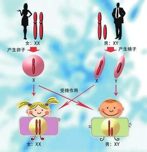 生女孩的科学方法 父母想生女孩的科学方法