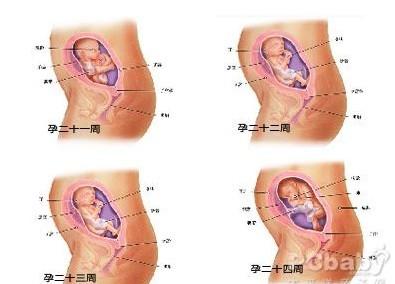 怀孕六个月女宝肚形图 怀孕六个月胎儿图
