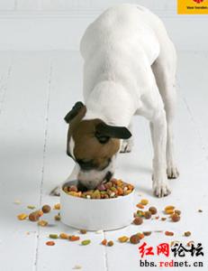 颗粒狗粮怎么制作方法 狗粮怎么喂？教你喂狗粮的方法