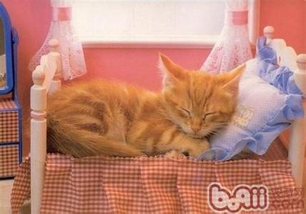 训练猫方法 训练猫不上床的方法