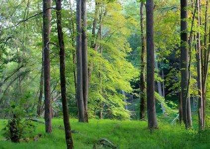 国际森林日活动策划案 世界森林日活动策划案