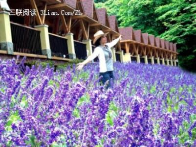 盘龙峡薰衣草 盘龙峡春节自驾游泡温泉闻薰衣草