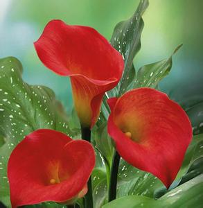 红色马蹄莲的养殖方法 红色马蹄莲的花语