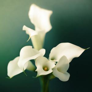 黑色马蹄莲花语 图片 白色马蹄莲的花语