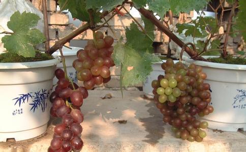 盆栽葡萄的栽培技术 盆栽葡萄的栽培