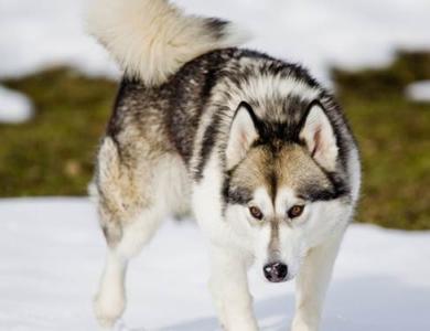 阿拉斯加雪橇犬喂养 阿拉斯加雪橇犬日常喂养