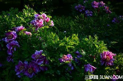 北京四月赏花地点 北京四月赏花最佳时间和地点