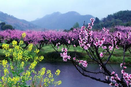 北京清明节赏花好去处 2016清明节旅游赏花好去处大全