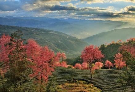 眉山樱花节景点介绍 樱花谷的景点介绍