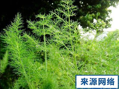 茴香菜营养价值 茴香营养价值