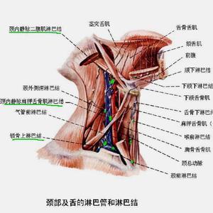 如何增强身体免疫力 椰子肉怎么吃 增强身体免疫系统