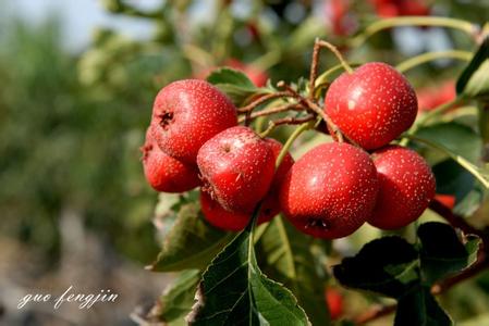 山楂是什么季节成熟的 山楂是什么季节的