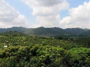 重庆市涪陵区荔枝街道 重庆涪陵荔枝园景区