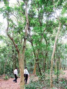 廉江谢鞋山 湛江廉江谢鞋山野生荔枝林