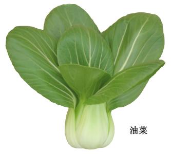 羚翘解毒丸神奇功效 吃什么菜通便解毒？油菜的神奇功效