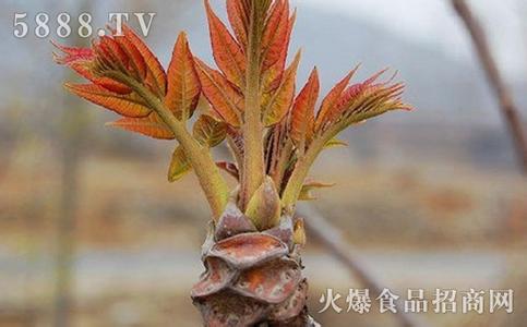 香椿芽的功效与作用 香椿芽的营养价值及功效