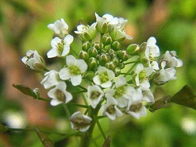 荠菜开花了怎么吃 荠菜开花能吃吗