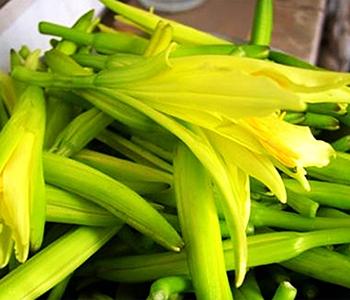 吃黄花菜的禁忌 黄花菜食用禁忌