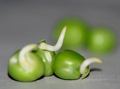 发芽的青豆能吃吗 青豆发芽了还能吃吗