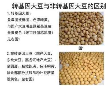 转基因大豆油能吃吗 转基因大豆与普通大豆的区别