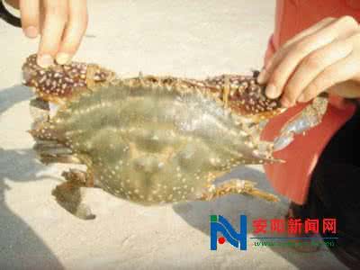 全国八大名贵蔬菜 全国最为名贵的11种大闸蟹