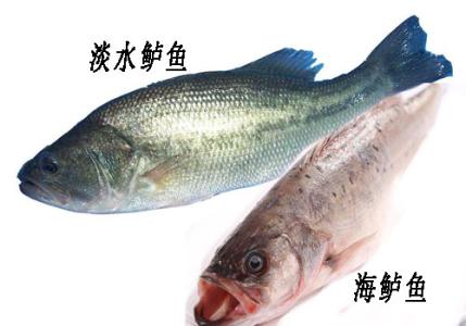 海鲈鱼为什么便宜 海鲈鱼和淡水鲈鱼的区别