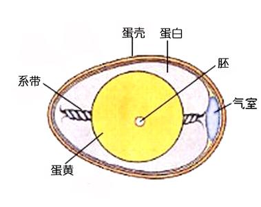 鸡蛋的作用与功效 鸡蛋的作用