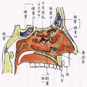 上呼吸道感染能吃鱼吗 上呼吸道感染能吃鸡蛋吗