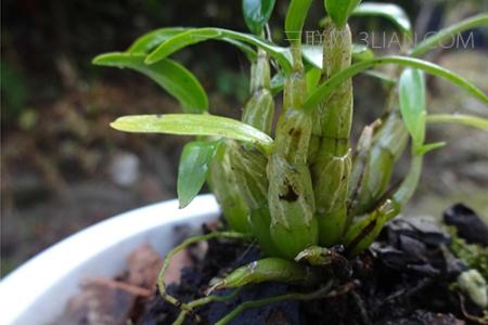 铁皮石斛盆栽种植方法 新手如何家庭种植铁皮石斛