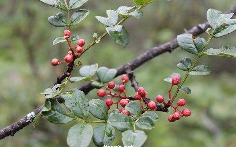 花椒芽的功效与作用 花椒营养价值　