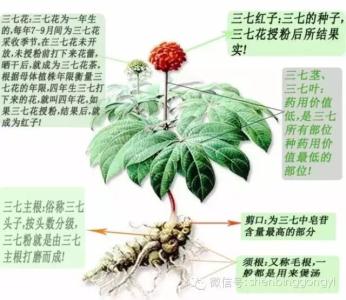 三七粉的作用与功效 三七的功效与仿冒品的鉴别方法